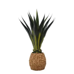 Kirkland's Home Trees & Topiaries-Agave Arrangement In Natural Woven Basket