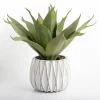 Kirkland's Home Arrangements & Greenery-Agave Succulent In White Pot
