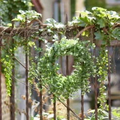 Kirkland's Home Wreaths-Australian Eucalpyptus Wreath