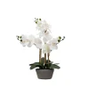 Kirkland's Home Arrangements & Greenery-Desktop Orchid Arrangement In Gray Planter