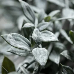 Kirkland's Home Arrangements & Greenery-Dusty Leaf Garland
