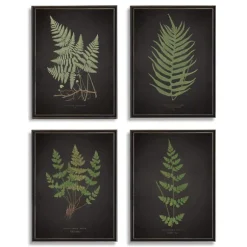 Kirkland's Home Framed Art-Four Ferns Framed Art Prints, Set Of 4