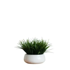 Kirkland's Home Arrangements & Greenery-Grass Arrangement In White Ceramic Bowl