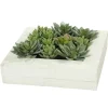 Kirkland's Home Arrangements & Greenery-Green Succulents In White Rustic Planter