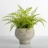 Kirkland's Home Arrangements & Greenery-Lace Fern Plant In Face Planter