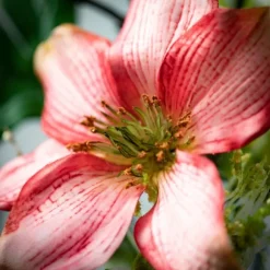 Kirkland's Home Wreaths-Pink Clematis And Greenery Wreath