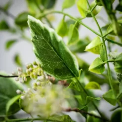 Kirkland's Home Wreaths-Variegated Mixed Leaf Wreath